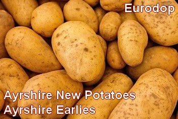 Ayrshire New Potatoes Ayrshire Earlies