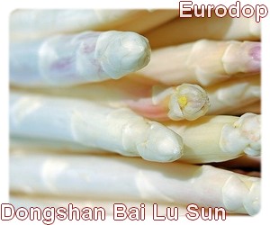 Dongshan Bai Lu Sun