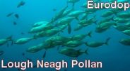 Lough Neagh Pollan