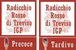 Radicchio rosso di Treviso