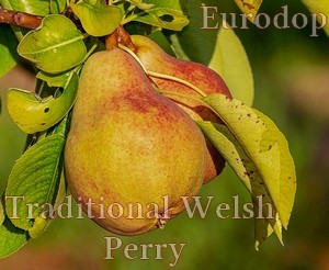 traditional-welsh-perry