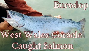 West Wales Coracle Caught Salmon